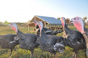 Orlopp Bronze Turkeys